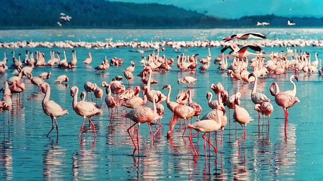 Keňská přírodní rezervace, park Nakuru